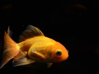 Goldfisch mit verlängerten Flossen und gestauchter Wirbelsäule