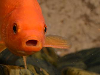 Goldfisch