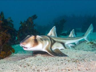 Port-Jackson-Stierkopfhai (Heterodontus portusjacksoni)