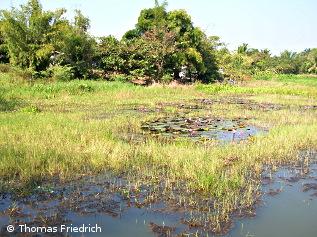 Natürlicher Lebensraum des Siamesichen Kampffisches