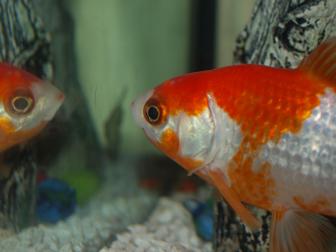 Karpfen schaut sich im Spiegel an