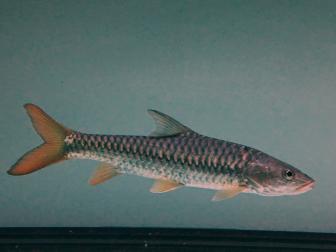 Mahseer (Tor putitora) - Jungfisch