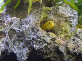 Malawi-Buntbarsch schaut aus Höhle raus