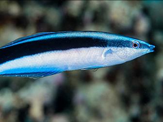 Putzerlippfisch (Labroides dimidiatus)