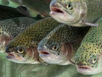 Regenbogenforellen close up