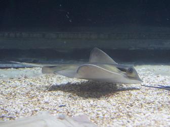Gewöhnlicher Stechrochen in einem Aquarium