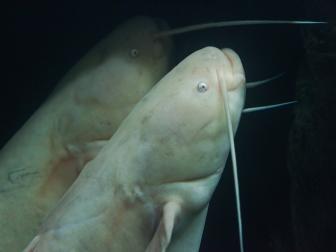 Albino-Wels
