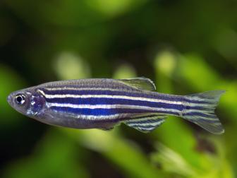 Zebrafisch