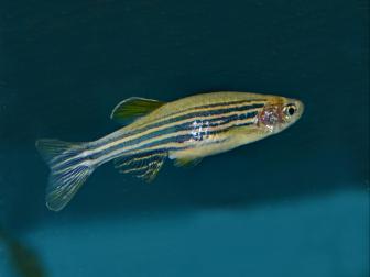 Zebrafisch