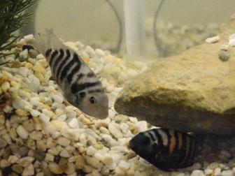 Amatitlania siquia - Buntbarsch - Stein