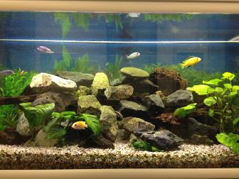 Aquarium mit Buntbarschen