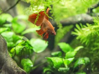 Siamesicher Kampffisch - rot - Männchen