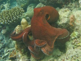 Grosser Blauer Krake - Octopus cyanea