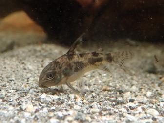 Panzerwels sucht im Bodengrund nach Futter