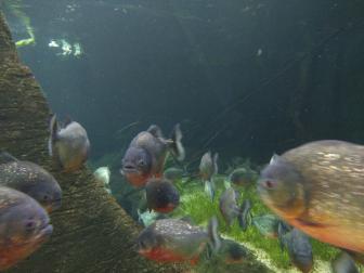 Roter Piranha - Pygocentrus nattereri