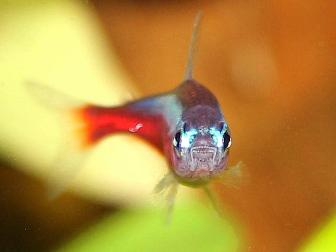 Roter Neon - Paracheirodon axelrodi