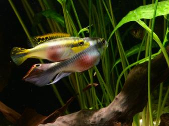 Männchen und Weibchen des Purpurprachtbarsches im Aquarium