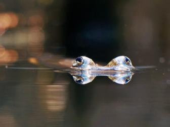Der Vieraugenfisch kann mit seinen speziellen Augen über Wasser sehen