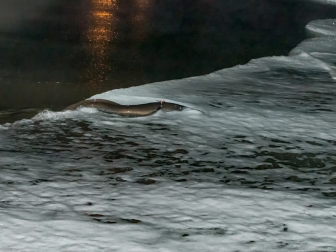 Aal mit einem Sender schwimmend