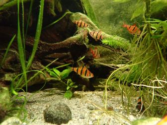 Eine Gruppe der Fünfgürtelbarbe