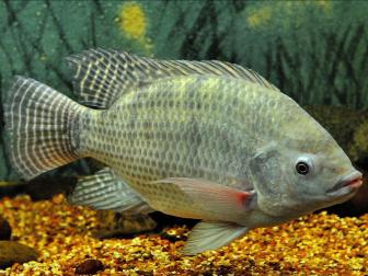 Nilbuntbarsch