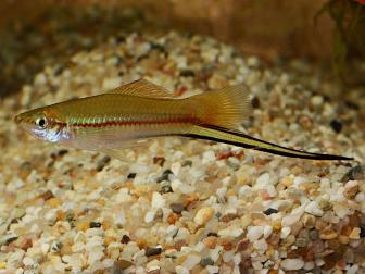 Schwertträger-Männchen