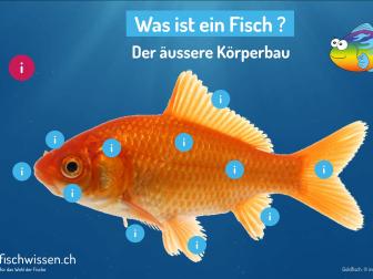 Der Körperbau eines Fisches