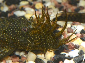 Kopf des Antennenwels-Männchens mit Geweih
