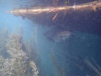 Wels unter Pflanzendecke