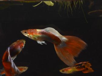 Roter Guppy - Schleier-Zuchtform