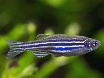 adulter weiss-blau gestreifter Zebrafisch