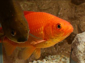 Goldfische - gold und olivbraun