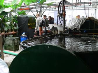 Aquaponic-Versuchsanlage