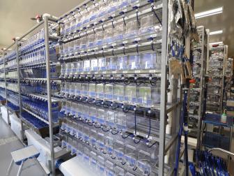 Laborhaltung für Fische