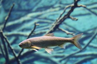 Nase (Chondrostoma nasus)