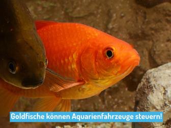 Fische können Aquarienfahrzeuge steuern!