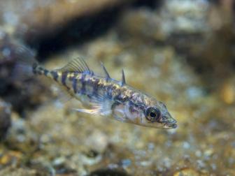 Stichling_ ©Rostislav_AdobeStock_215237748_red