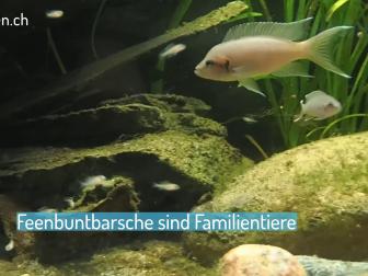 Feenbuntbarsche sind Familientiere