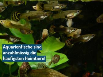 Heimtiere sind anzahlmässig die häufigsten Heimtiere.