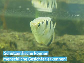 Schützenfisch