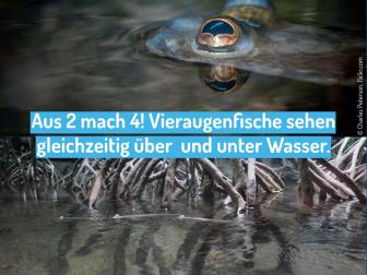 Vieraugenfisch