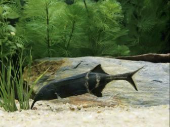 Ein Elefantenrüsselfisch