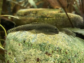 Zwei Flossensauger auf grossem Stein
