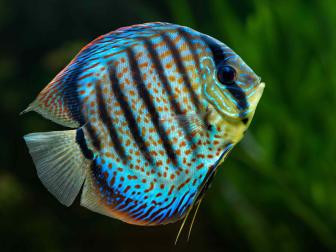 Diskus