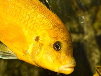 close up von Malawi-Buntbarsch