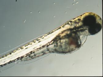 Eine Zebrafischlarve