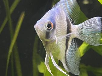 Ein Close-up von einem jungen Skalar, Wildtyp