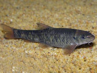 Eine Rötliche Saugbarbe auf dem Bodengrund