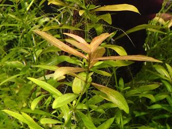 Aquarienpflanze Hygrophila polysperma